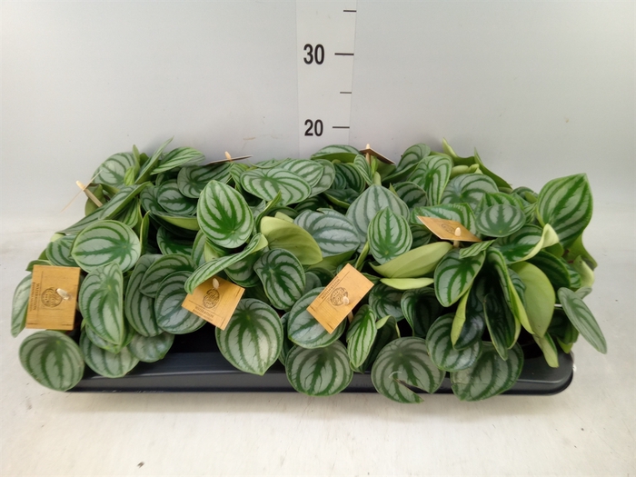 <h4>Peperomia argyreia</h4>