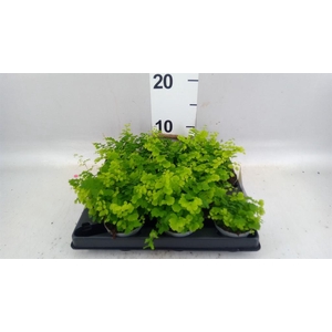 Adiantum   ...mix