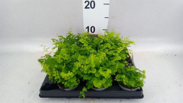 <h4>Adiantum ...mix</h4>