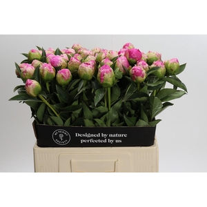 Paeonia Jacorma