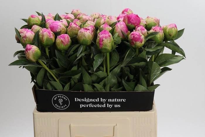 Paeonia Jacorma