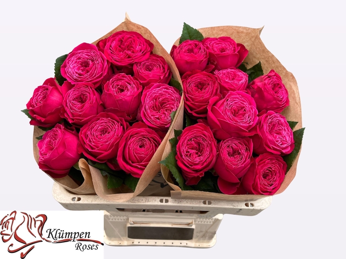 <h4>R GR JUST MORE!</h4>