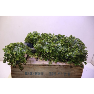 arr8 Sedum Ma Kosmosje