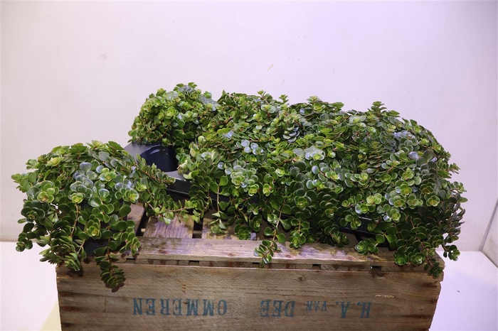 <h4>arr8 Sedum Ma Kosmosje</h4>