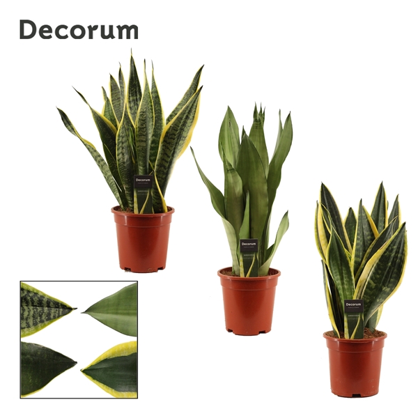 Sansevieria Super mix 17 cm (Decorum)