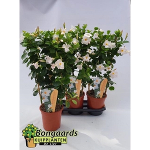 Mandevilla Sundaville white 19Ø 75cm