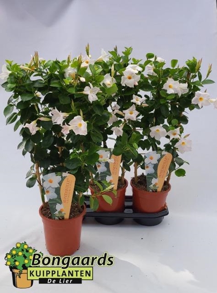 Mandevilla Sundaville white 19Ø 75cm