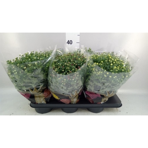 Chrysanthemum  'Jasoda'  ..mix