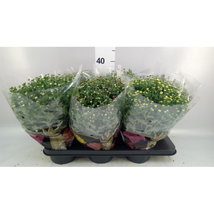 <h4>Chrysanthemum  'Jasoda'  ..mix</h4>