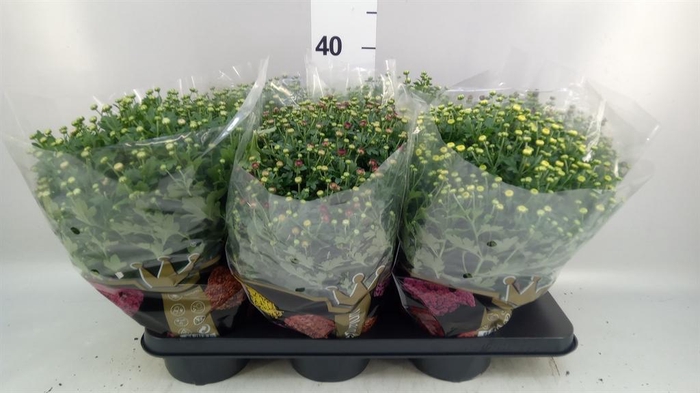 Chrysanthemum  'Jasoda'  ..mix