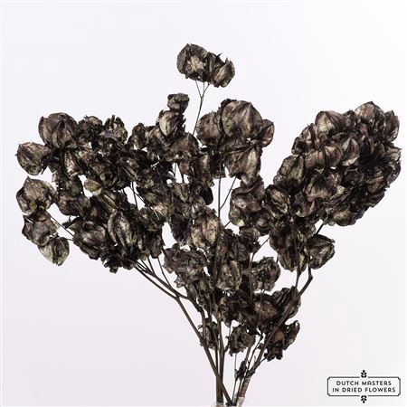 Dried Bougainvillea 55cm Black Bunch X5