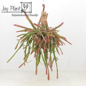 LEPISMIUM CRUCIFORME