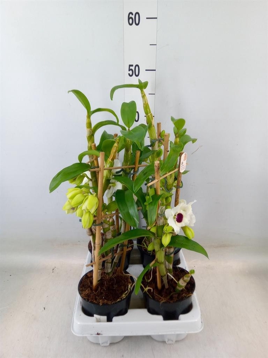 <h4>Dendrobium   ...</h4>