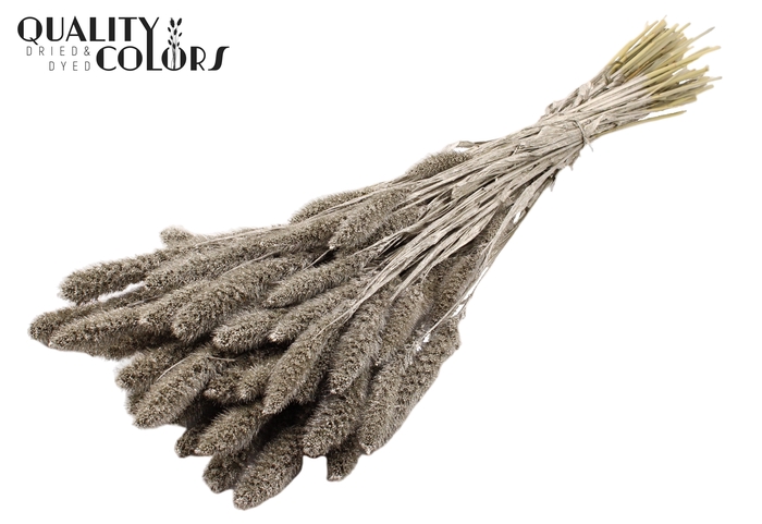 Setaria per bunch Platina