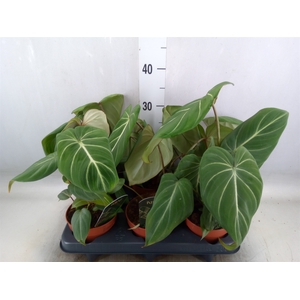 Philodendron gloriosum