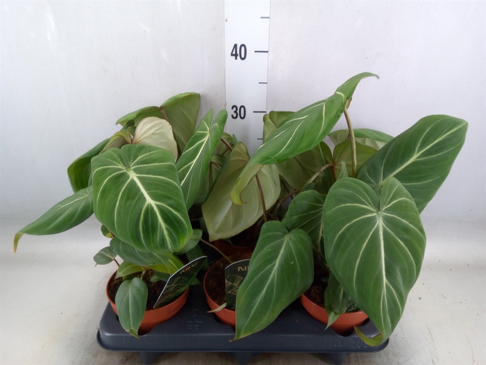 <h4>Philodendron gloriosum</h4>