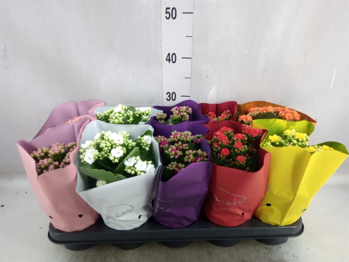 <h4>Kalanchoe blos.   ..rosebud rs fl 5</h4>