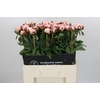 Paeonia Reine Hortense