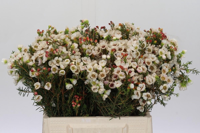 <h4>Chamelaucium Moonlight Delight</h4>