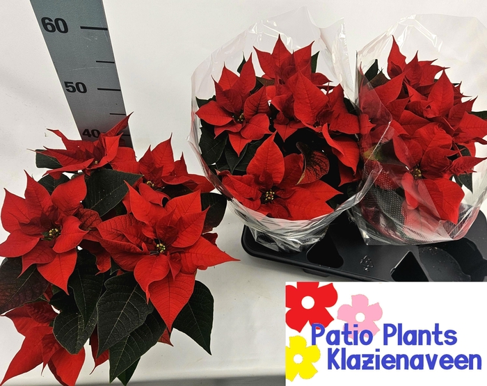 <h4>EUPHOR P CHR F RED</h4>