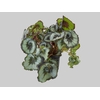 BEGONIA REX P17 CARACOL