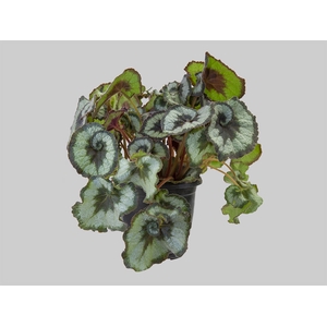 BEGONIA REX P17 CARACOL