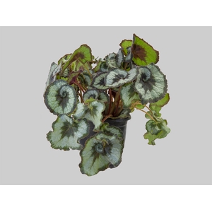 BEGONIA REX P17 CARACOL