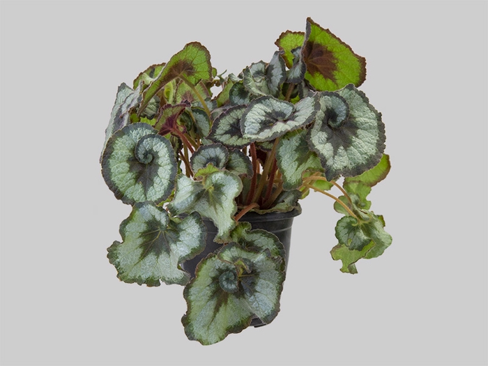 <h4>BEGONIA REX P17 CARACOL</h4>