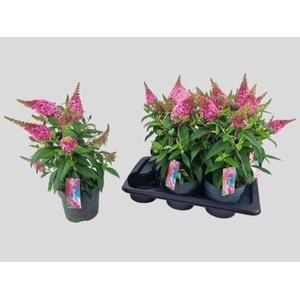 BUDD BFC LITTLE PINK