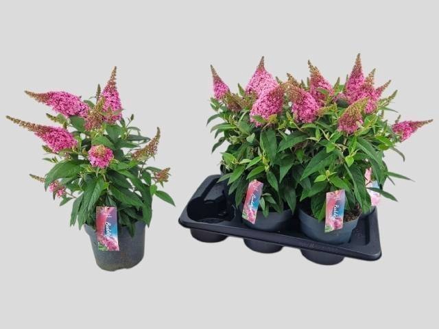 <h4>BUDD BFC LITTLE PINK</h4>