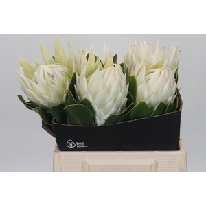 Protea Cyn. Ayoba Arctic Ice