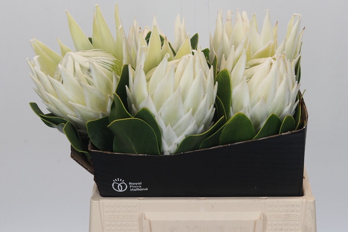 <h4>Protea Cyn. Ayoba Arctic Ice</h4>