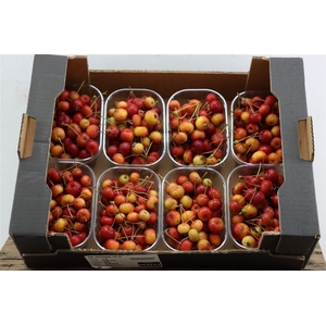 Sier Malusappel Mini Red X8