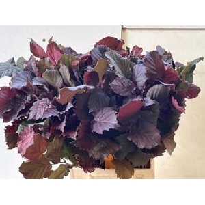 CORYL AV ROTER ZELLE