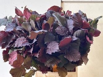 <h4>CORYL AV ROTER ZELLE</h4>