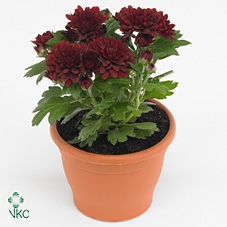 CHRYS GARDEN RED
