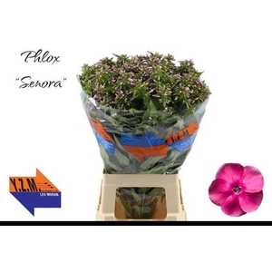 PHLOX P SENORA