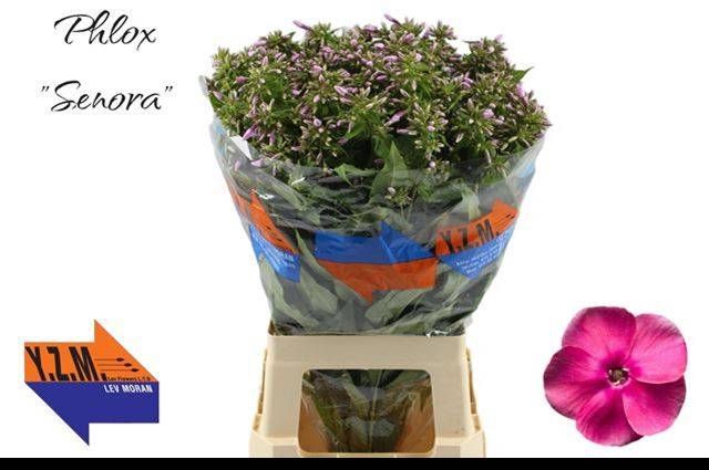 <h4>PHLOX P SENORA</h4>