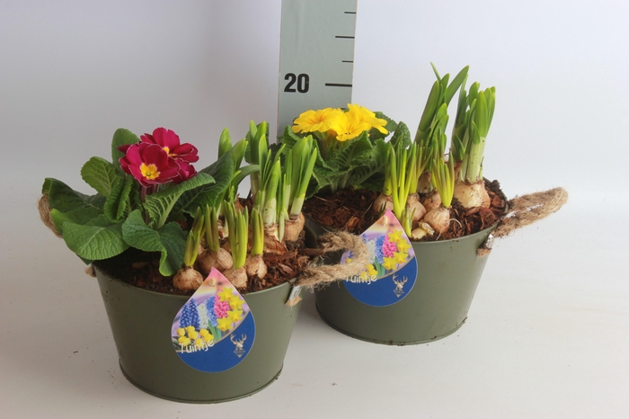 <h4>ARR TUINPLANTEN</h4>