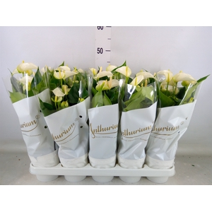 Anthurium andr. 'White Champion'