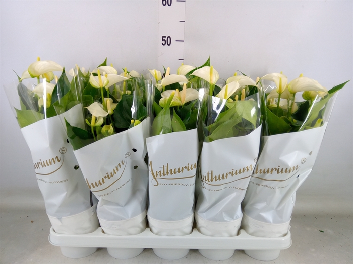 <h4>Anthurium andr. 'White Champion'</h4>