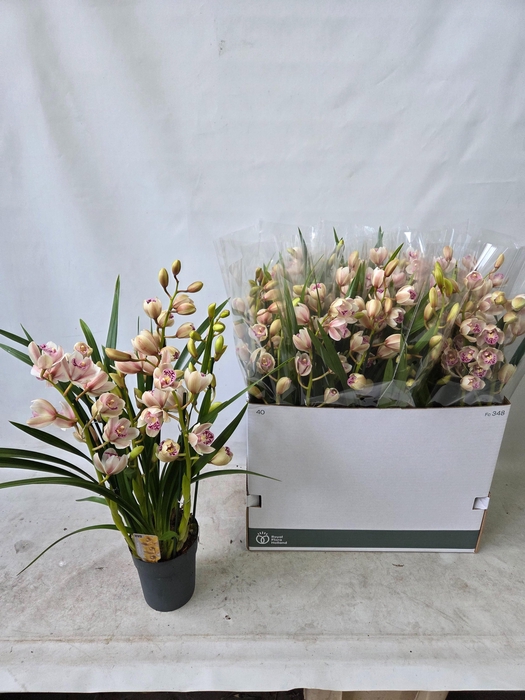 <h4>CYMB OVERIG</h4>