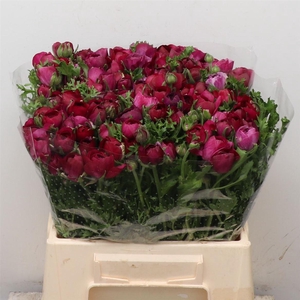 Ran El Sr Violet Prima