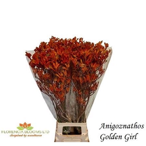 Anigoz Golden Girl Orange