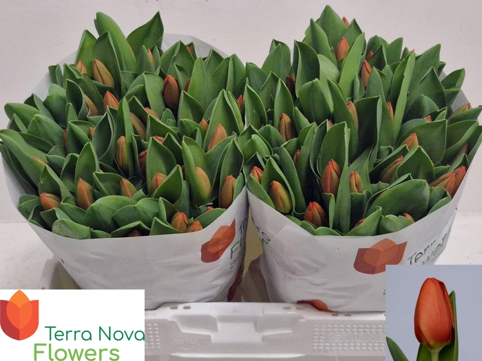 <h4>TU EN ORANGE SHERPA</h4>