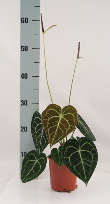 Anthurium clarinerviu