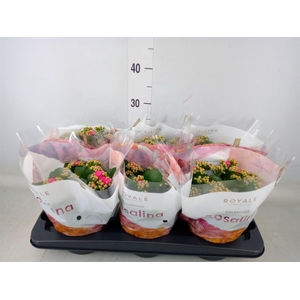 Kalanchoe blos. 'RosDon Nando'