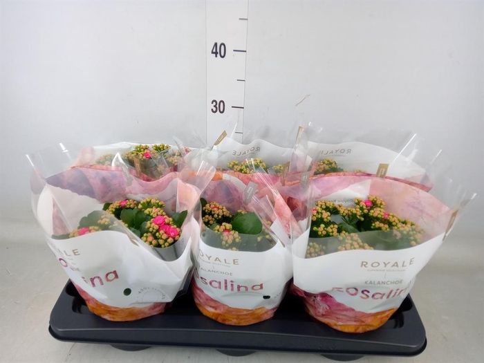 <h4>Kalanchoe blos. 'RosDon Nando'</h4>