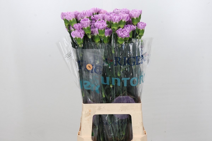 <h4>Dianthus St Florigene Moonaqua</h4>