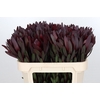 Leucadendron Saf Sunset Dark Red